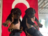 FCI A ŞECERELİ King Doberman Yavruları