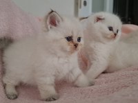Golden British Shorthair Bebekler