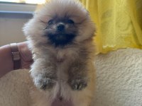 SAĞLIK VE IRK GARANTİLİ POMERANİAN BOO