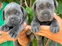BLUE CANE CORSO YAVRULARI