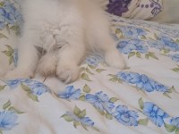 2 Erkek British Longhair Yavru Pet Olarak Sahiplendirilecek