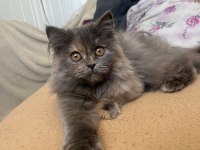 British longhair kedimiz 3 aylık