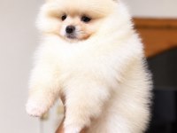 DİŞİ POMERANİAN BOO KÖPEĞİ