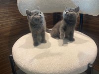 British Shorthair - British longhair