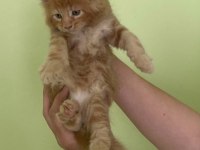 Maine coon erkek kırmızı