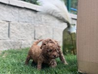 Red Brown Poodle Yavrularım