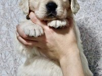 2 aylık golden retriever yavrularım