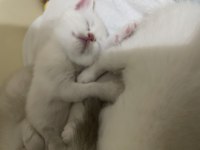 Chinchilla 5 haftalık yavru