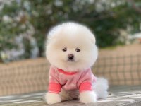 Pomeranian boo