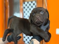 Safkan labrador retriever yavrularımız