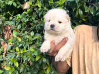 Bembeyaz Chow Chow yavrumuz yeni yuvasını arıyor