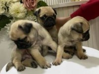Elit Patiler Farkıyla Pug Yavrular