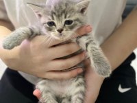 British Shorthair Prenseslerime Yuva Arıyorum