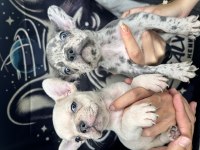 TR’NİN EN BÜYÜK FRENCH BULLDOG ÇİFTLİĞİNDEN