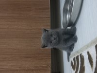 British shorthair yavru kedimiz