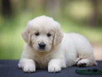 Bebek suratlı golden retriever yavrularım