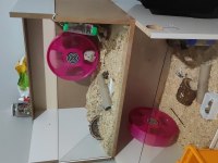 teddy bear hamster