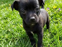 Chihuahua şivava bebekler