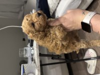 Sağlıklı Yavru Toy Poodle