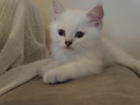 Safkan british shorthair ns1133 yavru