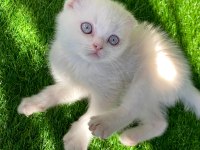 Kırık Kulak Bembeyaz Scottish Fold Yavru