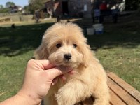 GÜZELLER GÜZELİ MALTİPOO KIZIMIZ