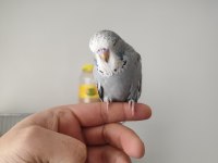 55 60 günlük show jumbo muhabbet yavrular alıştırmalık