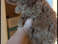 Red toy poodle