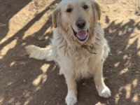 Irk ve Sağlık Garantili Golden Retriever