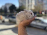 CÜCE BEBEKLER İCİN ARAYINIZ
