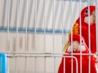 Rozella papağanı 6 aylık