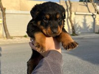 2 erkek ve 1 dişi koca kafa rottweiler yavrular