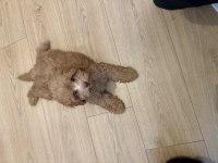 Satılık Maltipoo Yavru