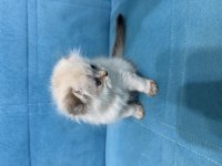 A KALİTE YAVRU SCOTTİSH AÇIKLAMAYI OKUYUNUZ