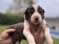 En Zeki ırk Border Collie