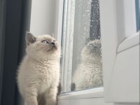 BEKLENEN İLAN AÇILDI BLUEPOINT BRITISH SHORTHAIR YAVRULAR
