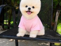 Pomeranian Boo Yavrumuz