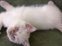 British shorthair bluepoint 3 aylık yavrular
