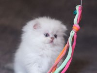 Orjinal silver ful taşıyıcı As1133 dişi British Longhair