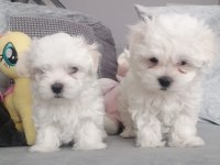A kalite orjinal maltese yavrular