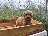 Maltipoo Korea kan 0 boy bebeklerimiz