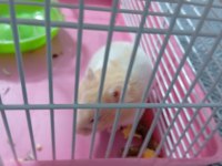 Acil satılık yavru hamster