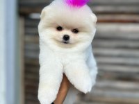 Pomeranian yavru köpeğimiz