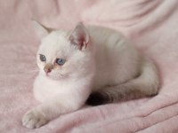 Safkan British Shorthair