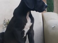 Great Dane ( Danua A Secereli )