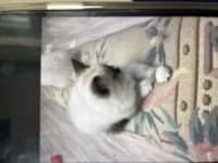 Anne babası orijinal ragdoll yavrumuz 2 aylık oldu