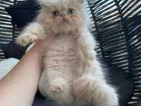 Exotic Shorthair - İran persian