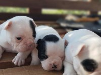 Pamuk Gibi Beyaz French Bulldog Yavrularımız
