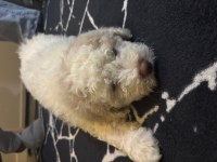 Maltipoo 2.5 aylık yavru