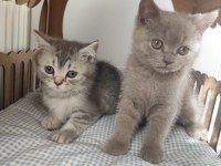 Son Yavru British Shorthair